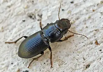 Acinopus picipes