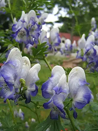 Aconitum ×cammarum 'Bicolor'