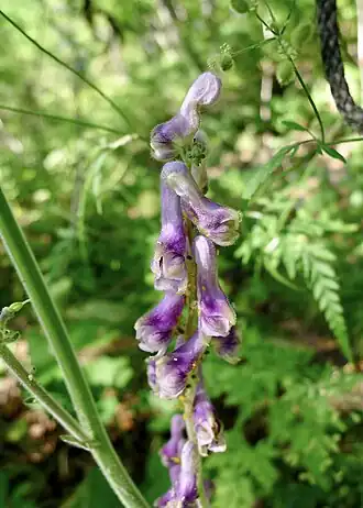 Боковая веточка соцветия. г. Дальнегорск, Приморье.