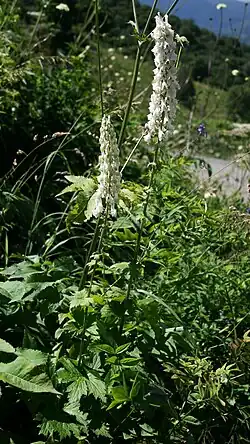 Aconitum orientale