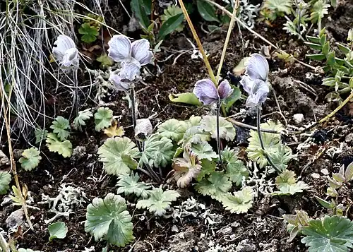 Цветущие растения. Кыргызстан.