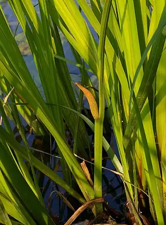 Аир обыкновенный6 июня 2009