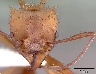 Acromyrmex octospinosus