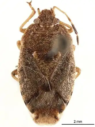 Acrophyma frigidula