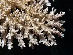 Acropora paniculata