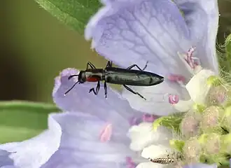 Acropteroxys gracilis