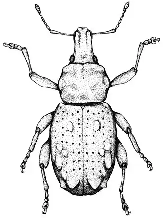 Acrorius papallacta
