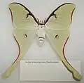 Actias truncatipennis самка