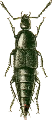 Жук Acylophorus glaberrimus
