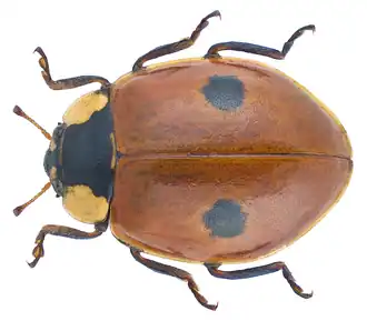 Двухточечная коровка