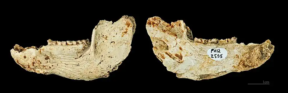 Нижняя челюсть Adapis parisiensis