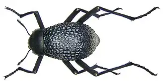 Adesmia biskrensi asperima