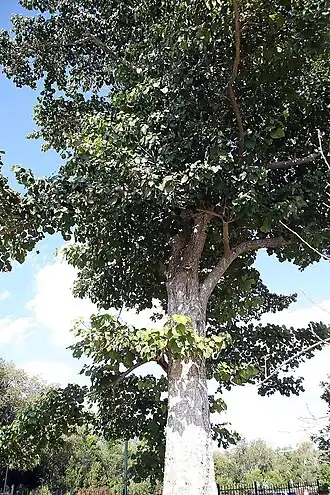 В Ботаническом саду Фэрчайлда (Флорида, США)