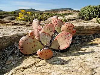 Adromischus alstonii