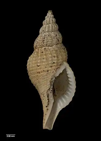 Раковина Aeneator galatheae