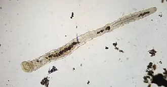 Aeolosoma hemprichii в процессе паратомии