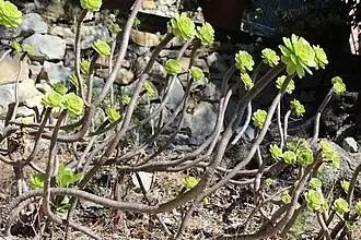 Эониум древовидный