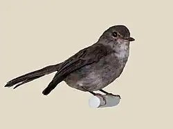 Muscicapa adusta