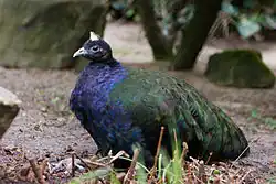 Конголезский павлин