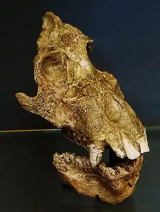 Череп Afropithecus turkanensis