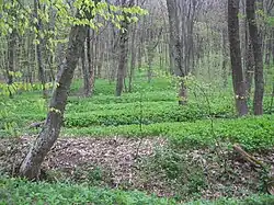 Восточный склон