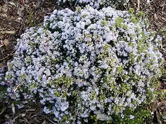 Agathosma serpyllacea