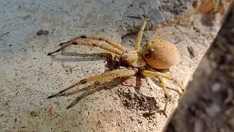 Самка Agelena orientalis