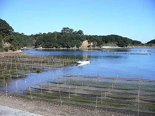 Возделывание нори в префектуре Миэ