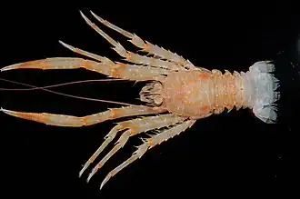 Agononida norfocerta