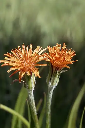 Цветущие соцветия агосериса оранжевого (Agoseris aurantiaca)