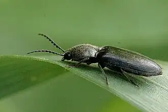 Agriotes sp.