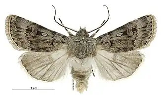 Agrotis admirationis, самец