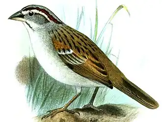 Rhynchospiza stolzmanni