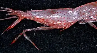 Alainopasiphaea australis