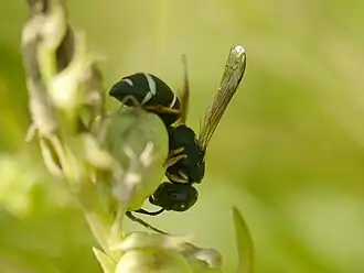 Оса Alastor mocsaryi