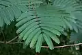 Albizia julibrissin