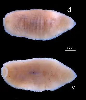 Alboglossiphonia buniana со спинной (d) и брюшной (v) стороны