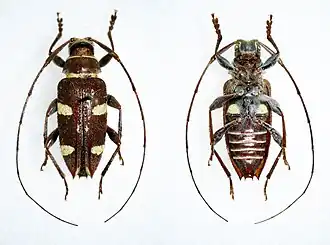 Alcidion sulphurifer