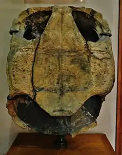 Ископаемый панцирь, вид снизу