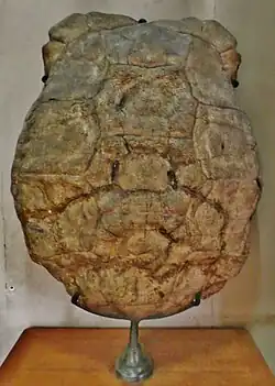 Ископаемый панцирь Aldabrachelys grandidieri