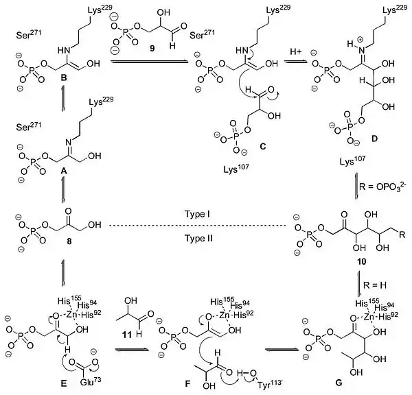 Механизмы действия альдолаз I и II типа