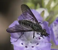 Aldrichia ehrmanii