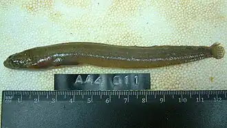 Alectrias alectrolophus