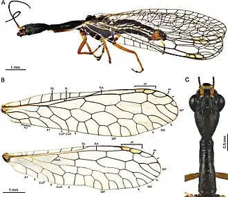 Alena (Aztekoraphidia) alanae