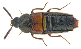 Aleochara curtula