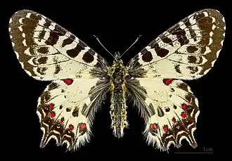 Allancastria cerisyi