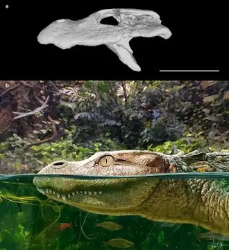 Ископаемый череп и реконструкция