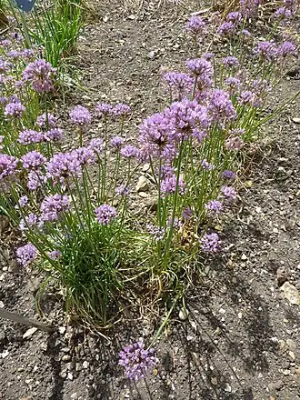 Общий вид группы цветущих растений