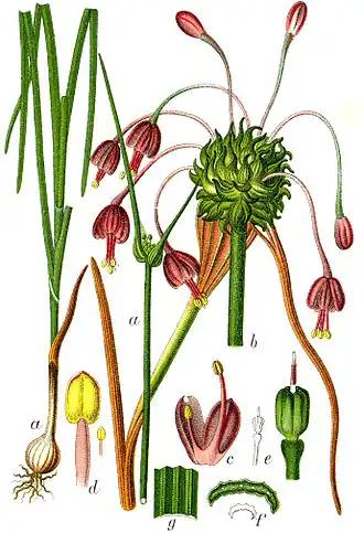 Ботаническая иллюстрация Якоба Штурма из книги Deutschlands Flora in Abbildungen, 1796
