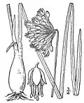 A. cernuum from Britton and Brown 1913